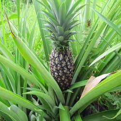 Pineapple-1