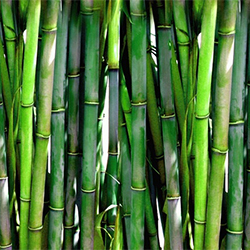 bamboo-1