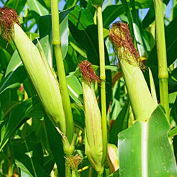 corn-1
