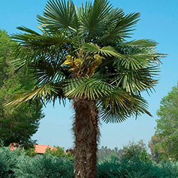 palm-1