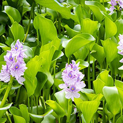 water-hyacinth-1